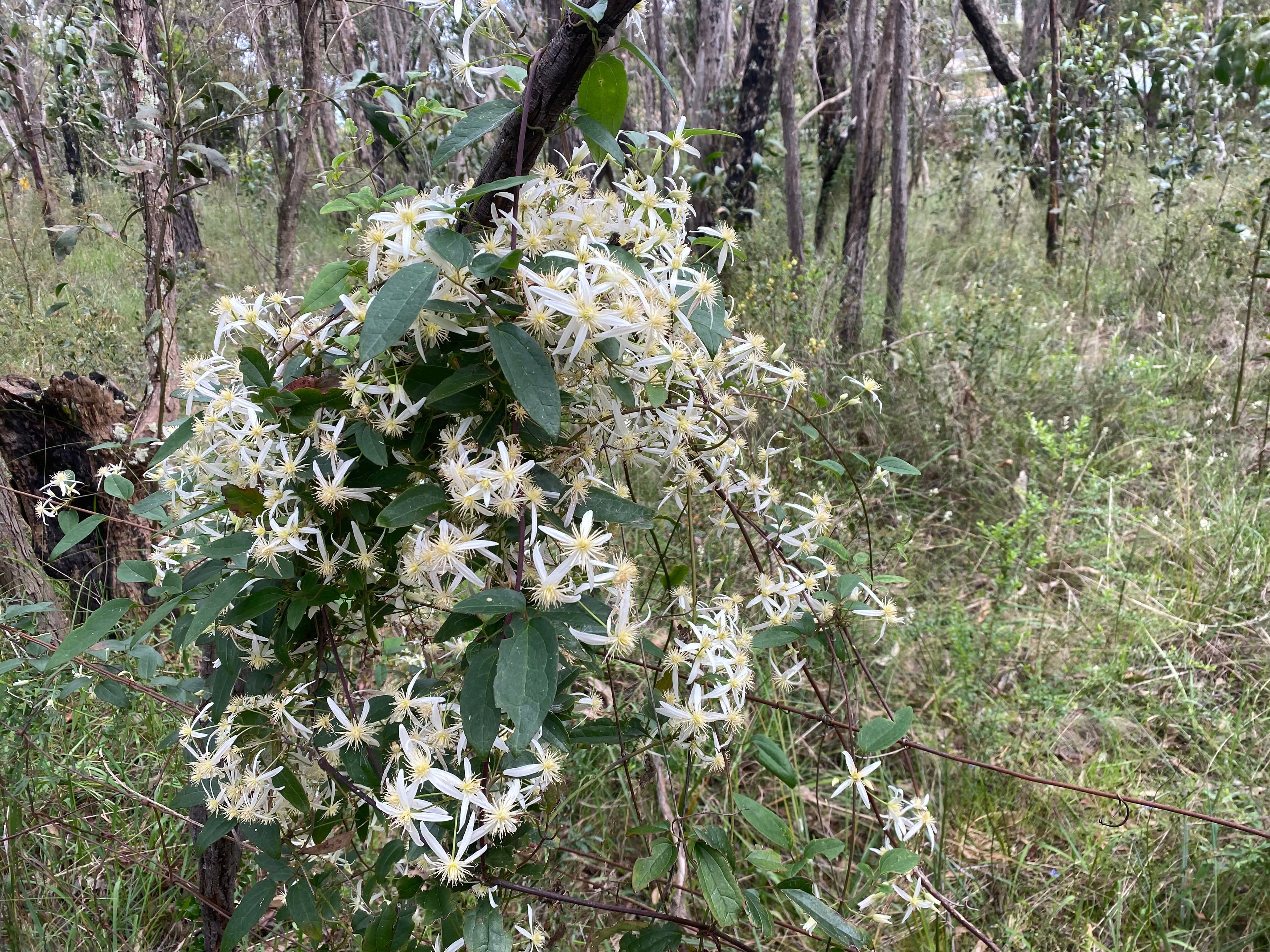 Clematis at Blackburn Lake Sanctuary