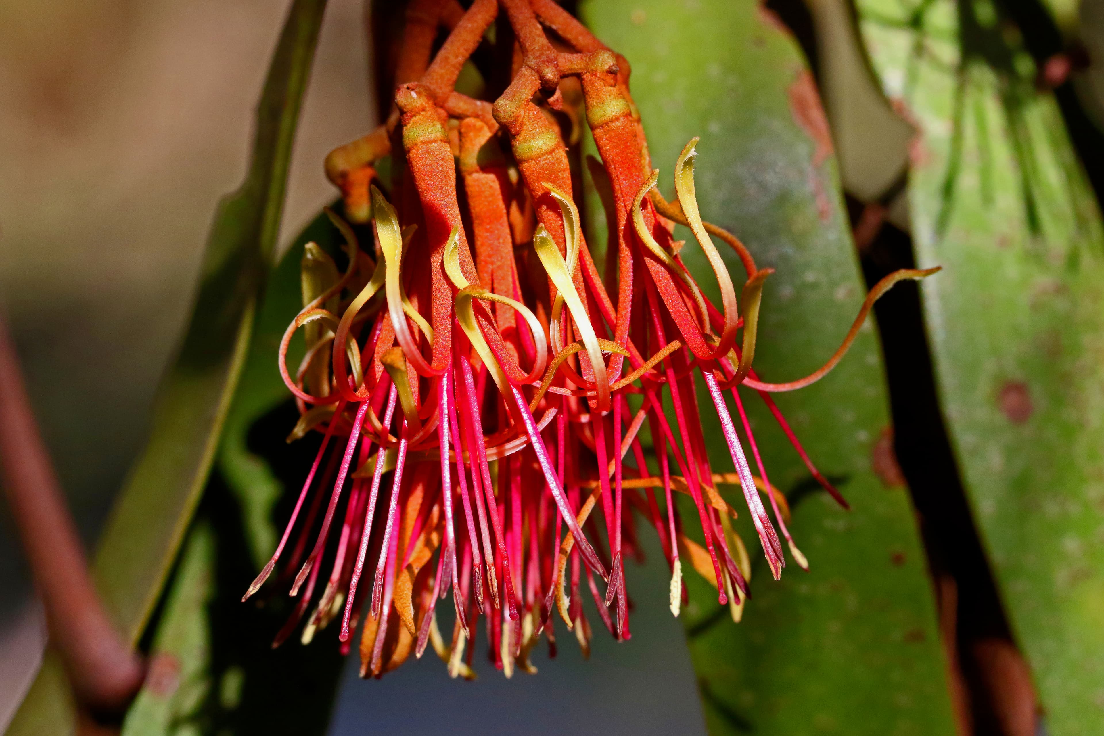 Eucalyptus blossom at Blackburn Lake Sanctuary