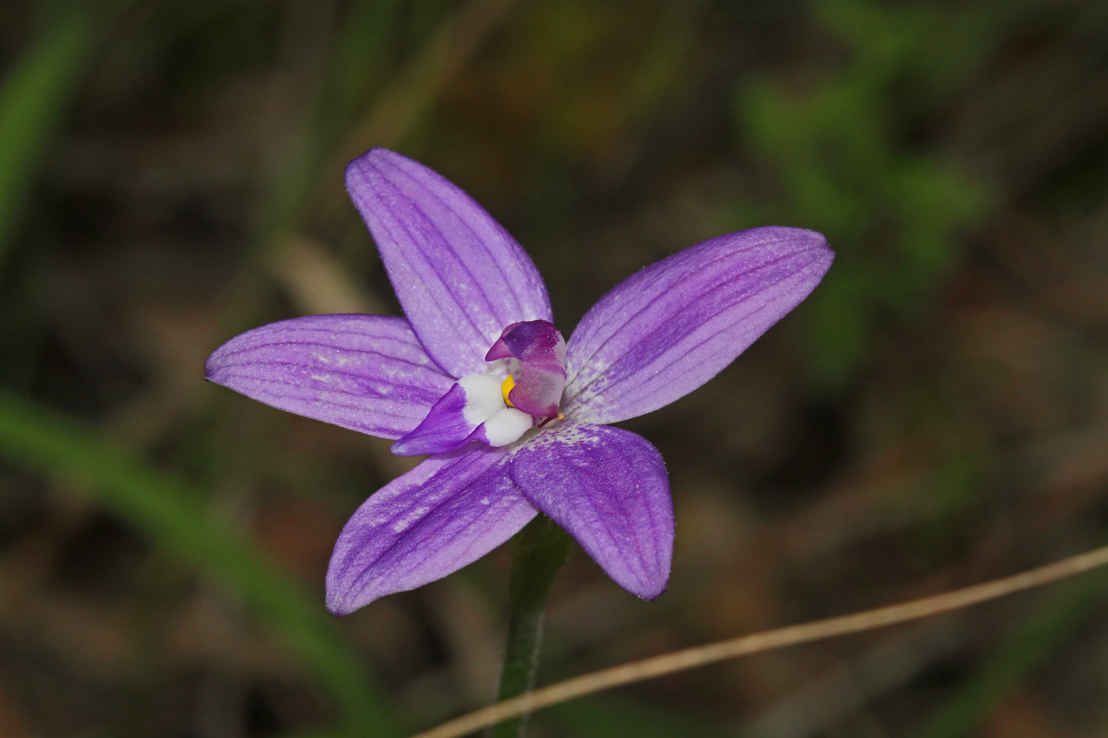 Native orchid at Blackburn Lake Sanctuary
