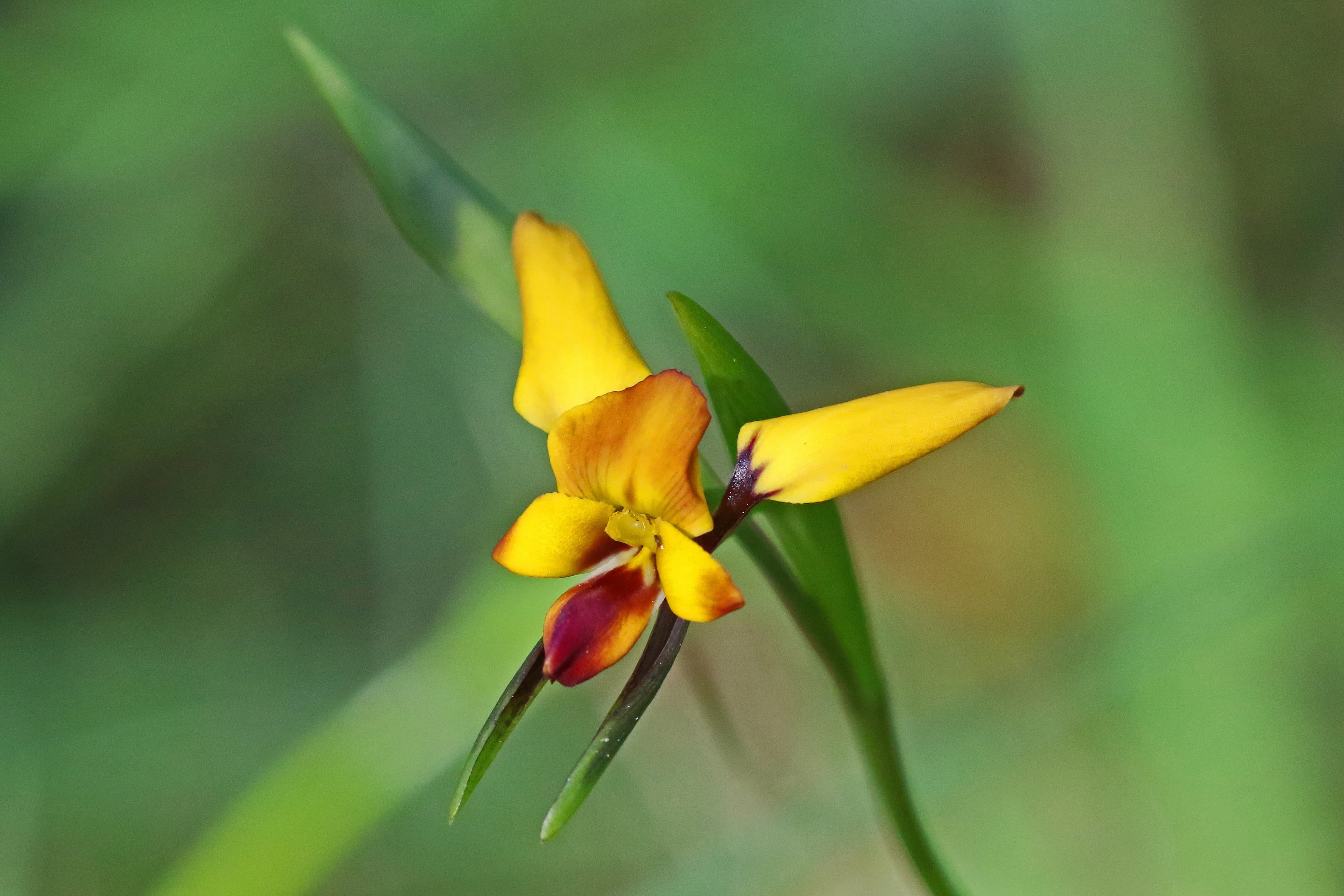 Native pea flower at Blackburn Lake Sanctuary