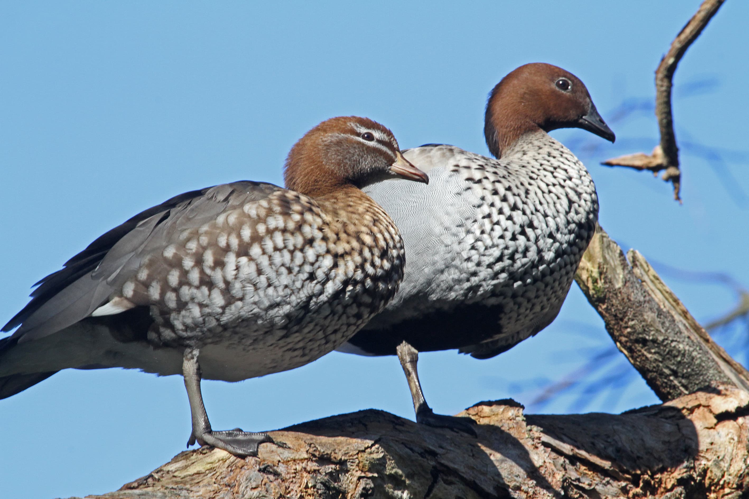 Autumn Bird Survey: 27 species recorded