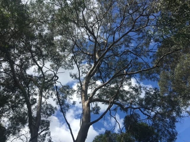 Eucalyptus Identification Walk