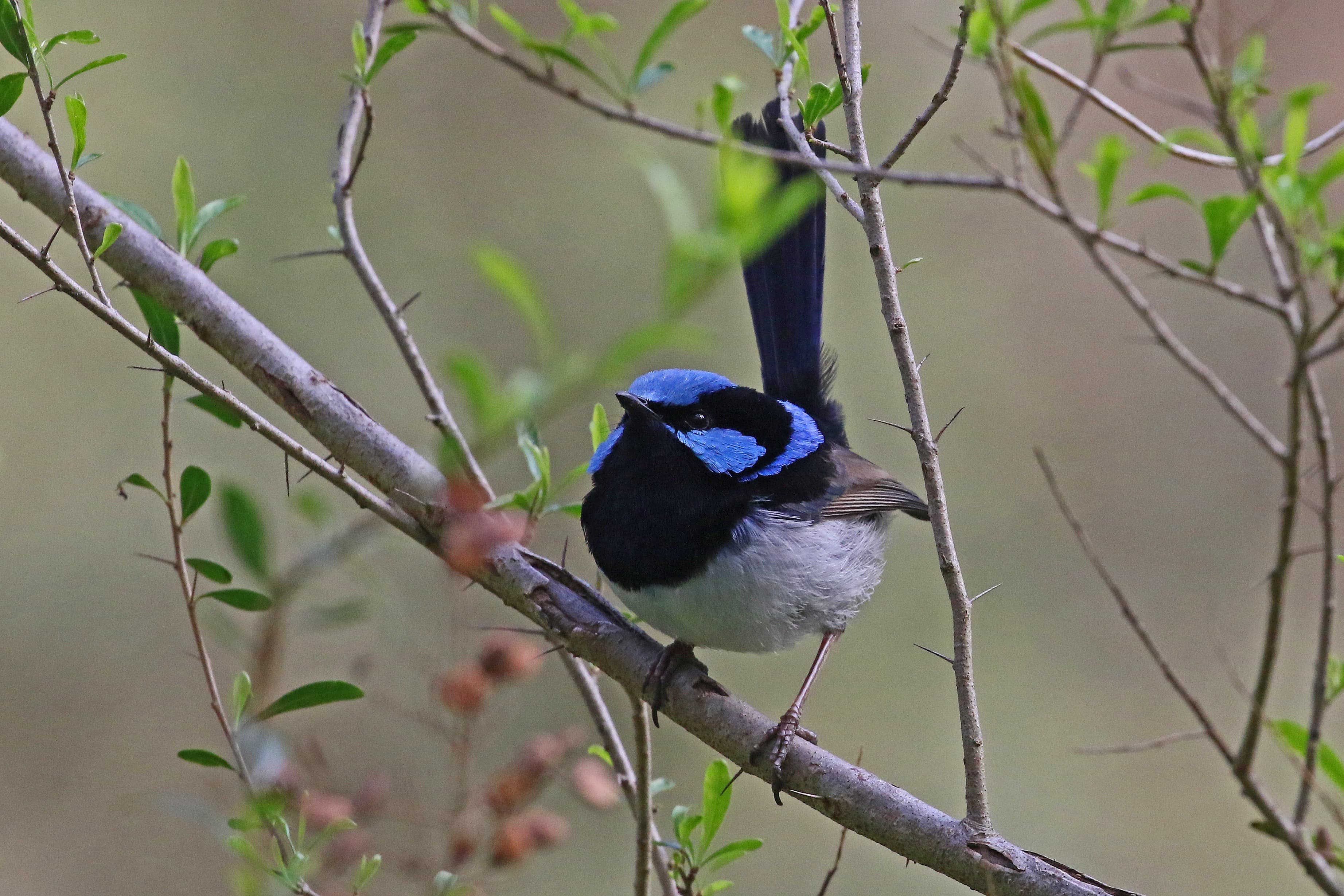 Autumn Bird Survey