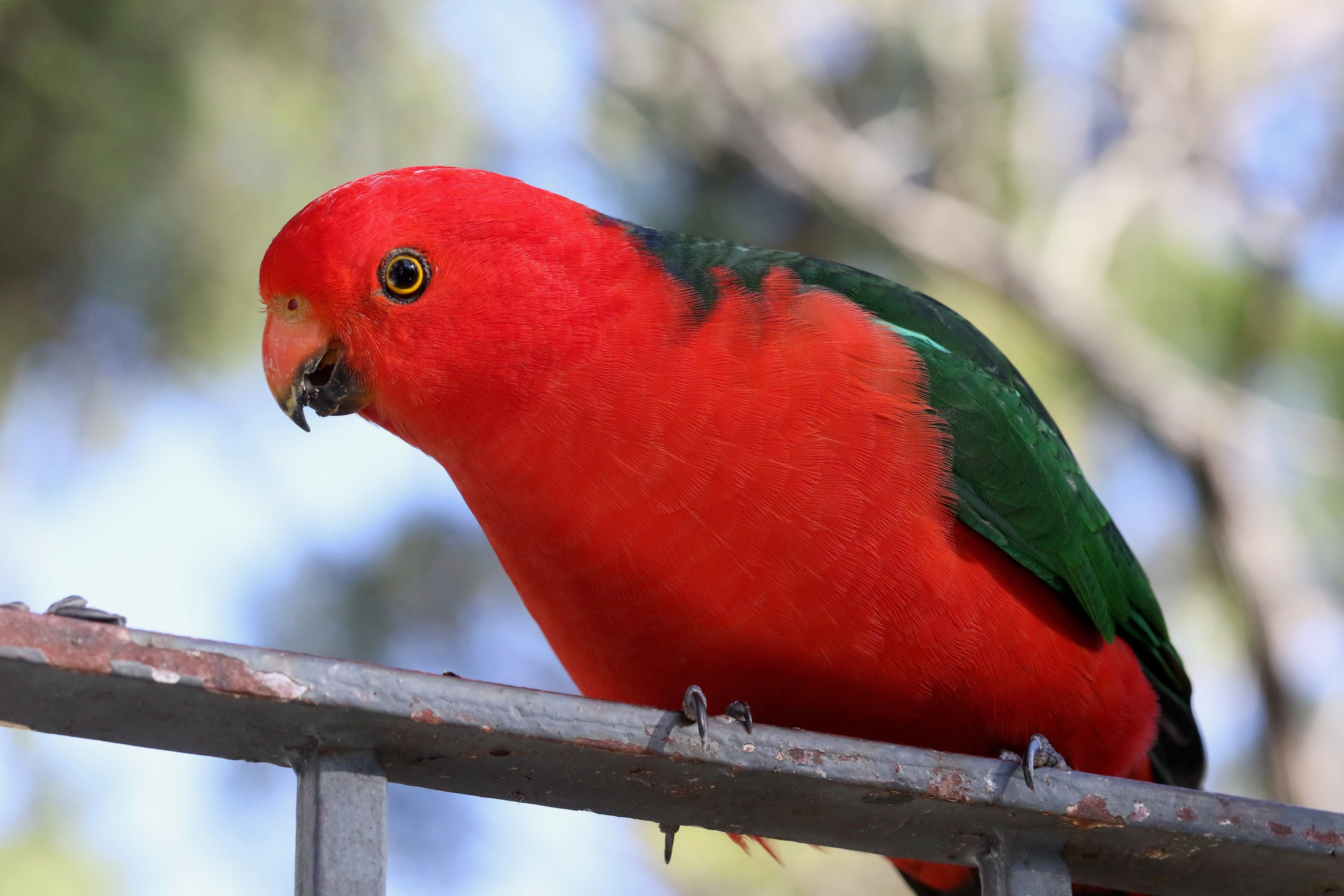 Spring bird survey - 10 October