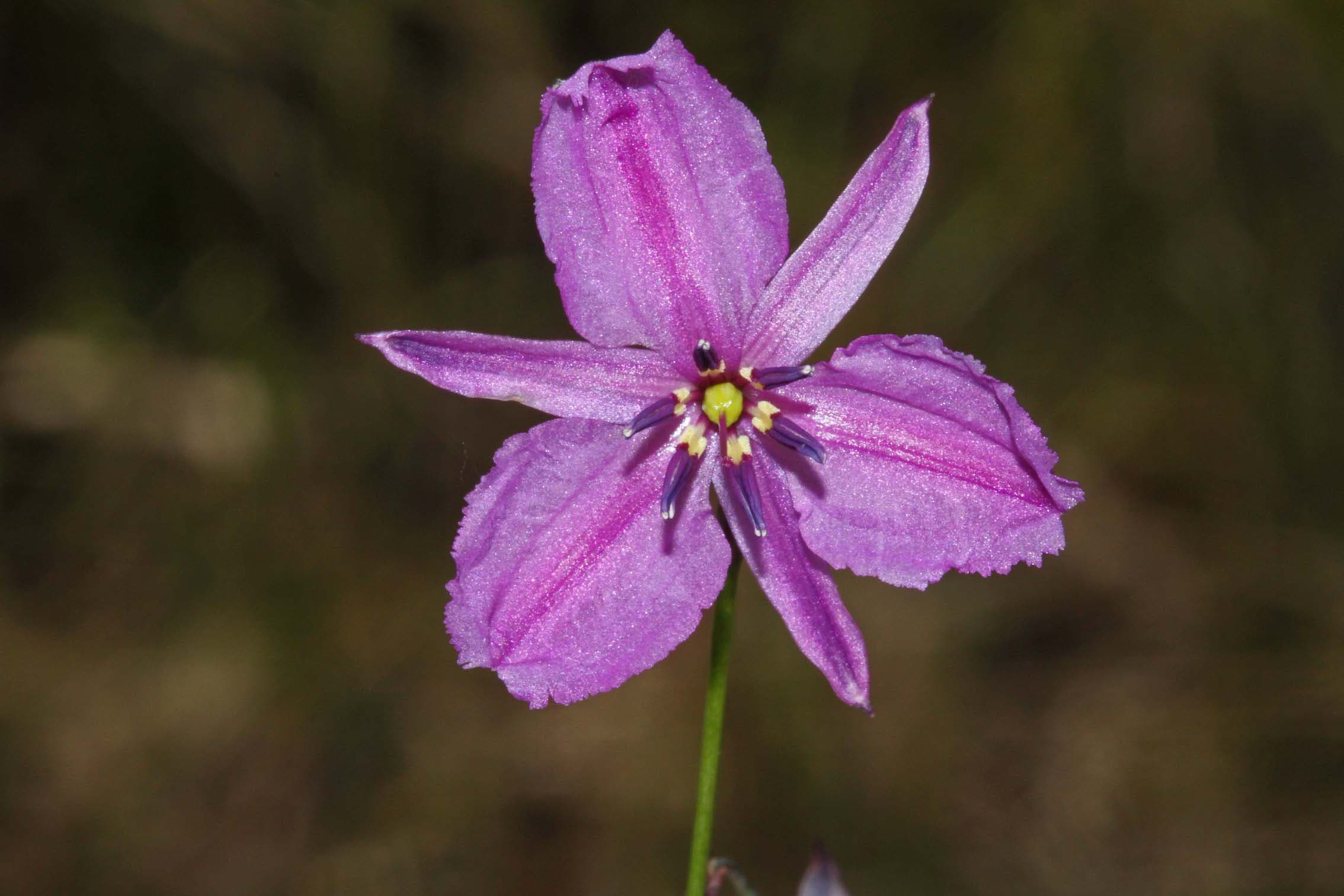Wildflower walk - 4 October