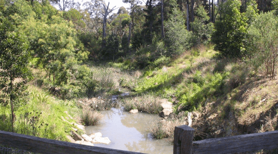 Wetlands Regeneration: nearing completion and celebration