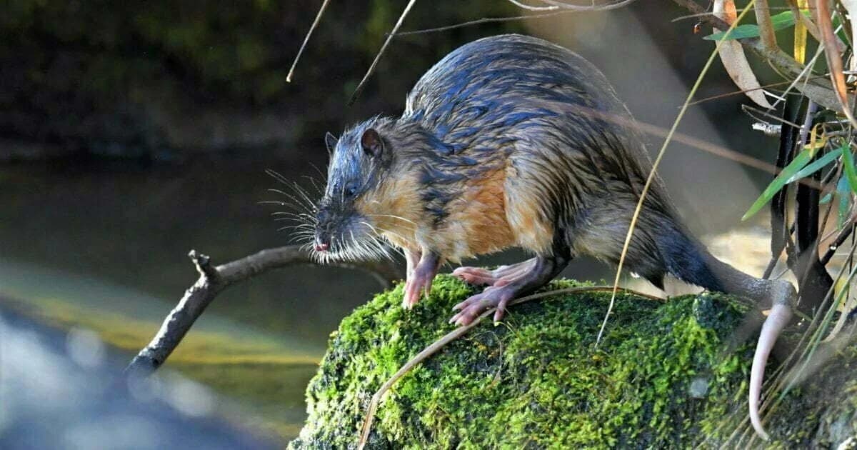 Rakali at Blackburn Lake Sanctuary?